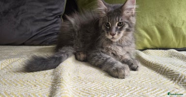 Maine Coon cats - Advert 2