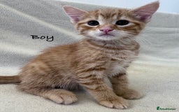 Mixed Breed cats for sale: Cute kittens looking for nice home  - Image 11