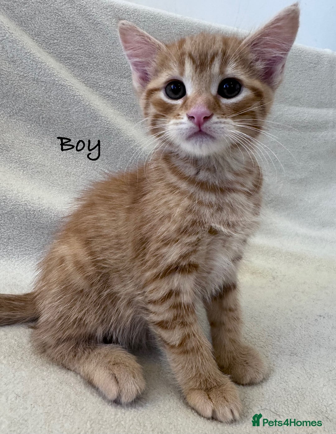 Mixed Breed cats for sale: Cute kittens looking for nice home  - Image 11