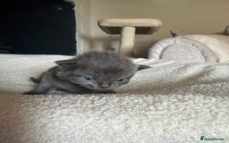 Ragdoll cats for sale: Half Ragdoll Kittens - Image 15