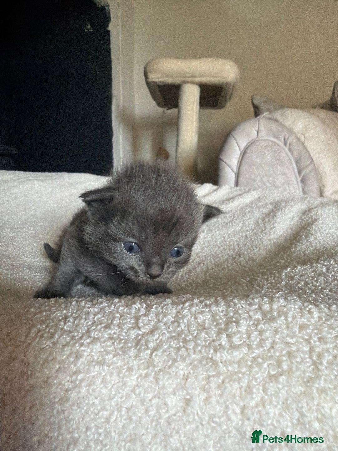 Ragdoll cats for sale: Half Ragdoll Kittens - Image 15