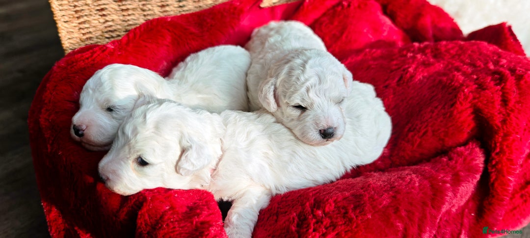 Bichon Frise dogs for sale: Sweet Bichon Frise puppies- Champion Bloodline  - Advert 15