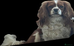 Cavalier King Charles Spaniel dogs for sale: Champion line Cavalier Pups -  **Waiting List** - Image 13