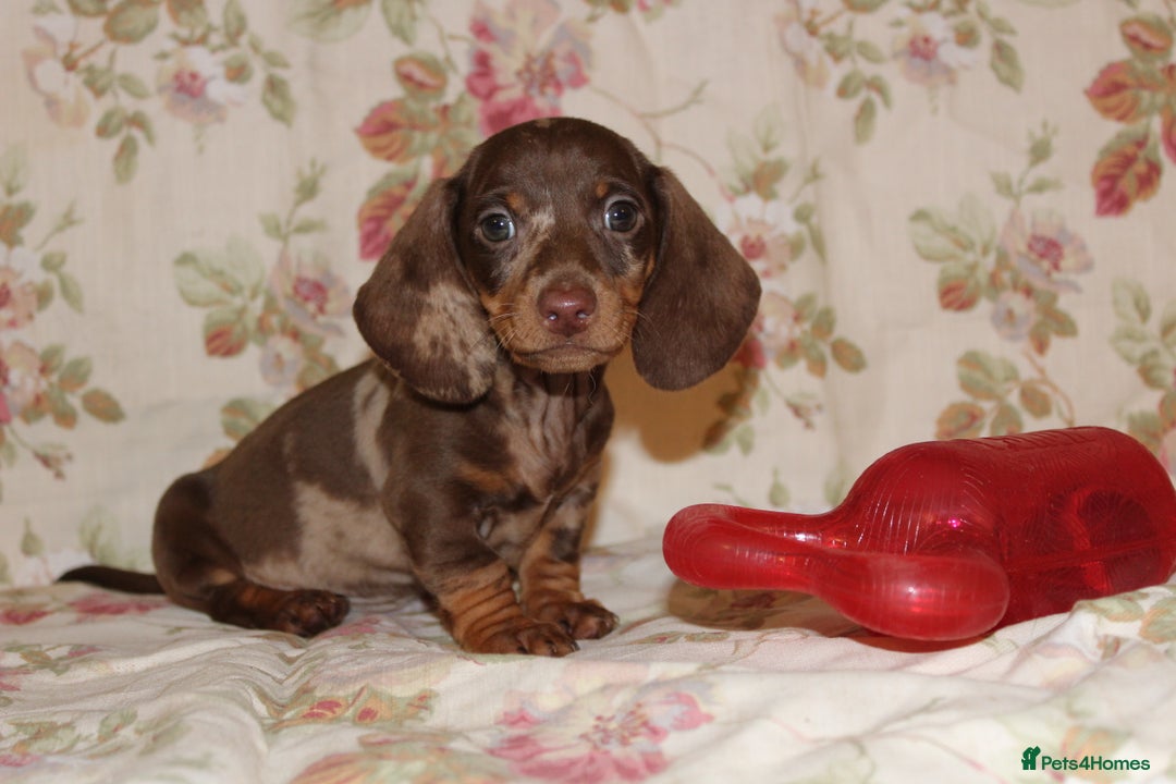Dachshund dogs for sale: 🌿 Ultimate Miniature Dachshunds 🌿 - Advert 6