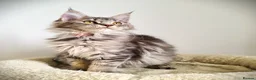 Maine Coon cats for sale: STUNNING 4️⃣ PEDIGREE MAINE COON KITTENS READY ❗❗❗ - Advert 14