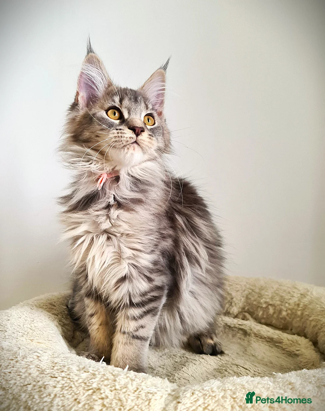 Maine Coon cats for sale: STUNNING 4️⃣ PEDIGREE MAINE COON KITTENS READY ❗❗❗ - Advert 14