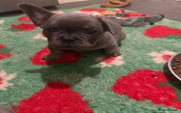 French Bulldog dogs for sale: Amazing Frenchies ready now.  - Image 13
