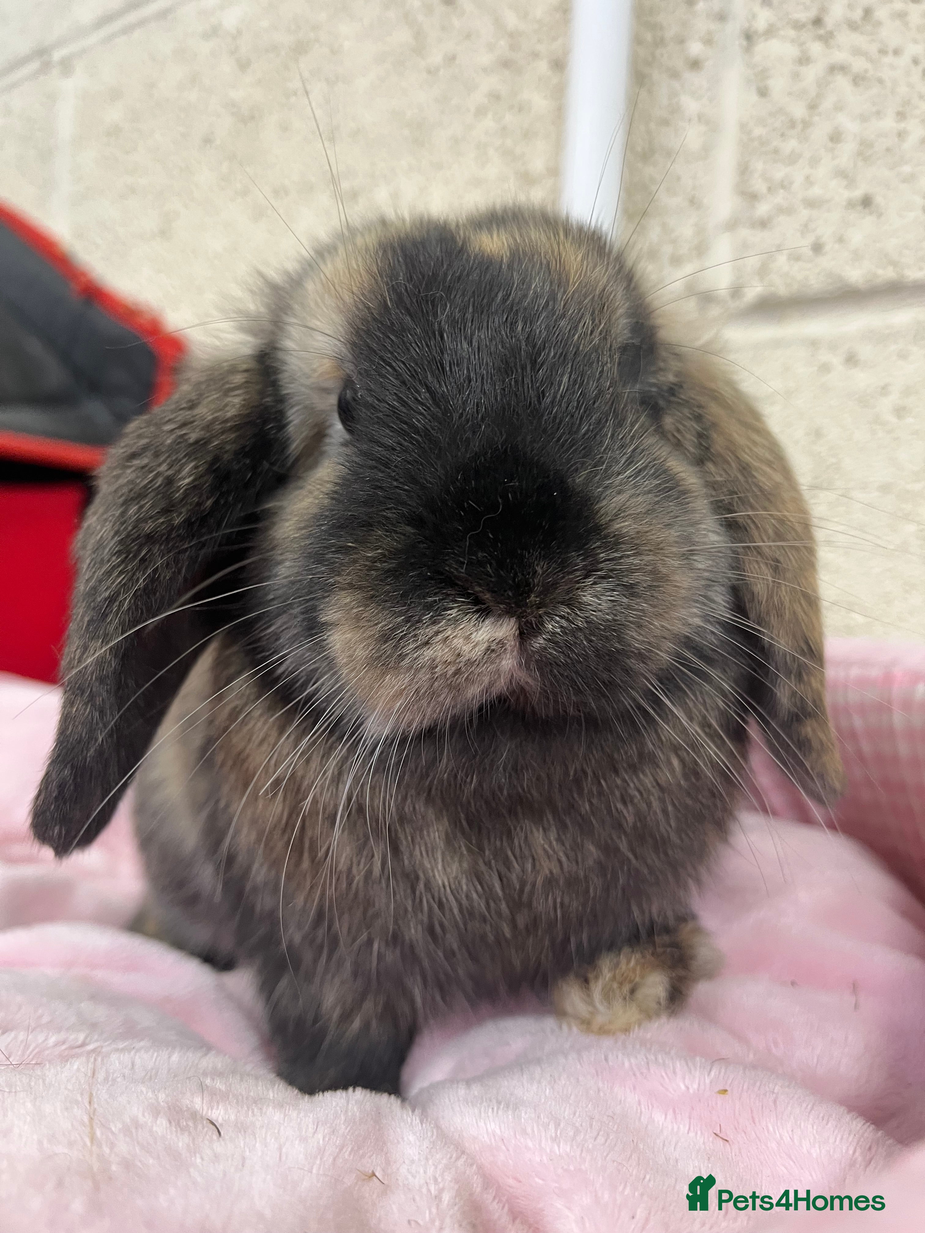 Mini Lop rabbits 2 Mini Lop Bunnies Ready Now  - Advert 7