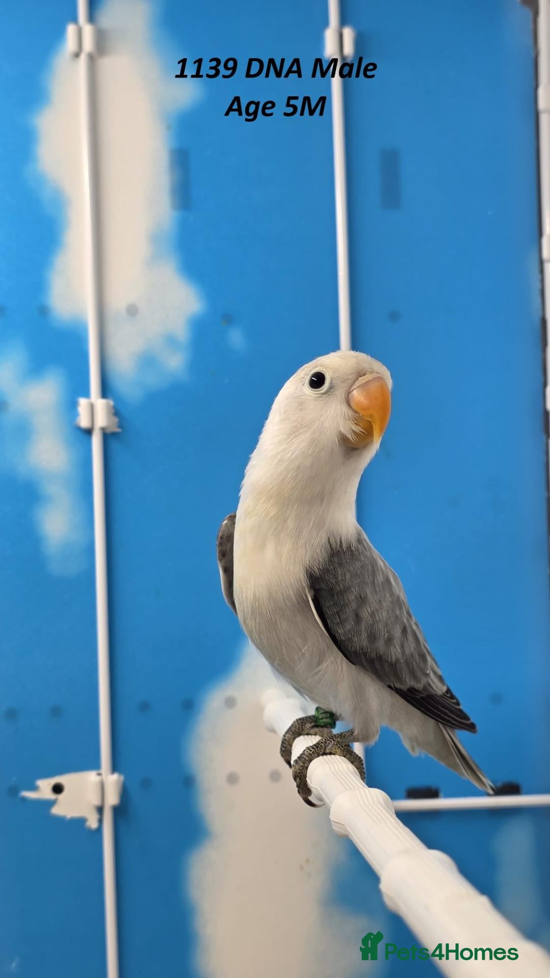 Lovebirds birds All MALE lovebird Age 4 to 6 Months - Advert 2