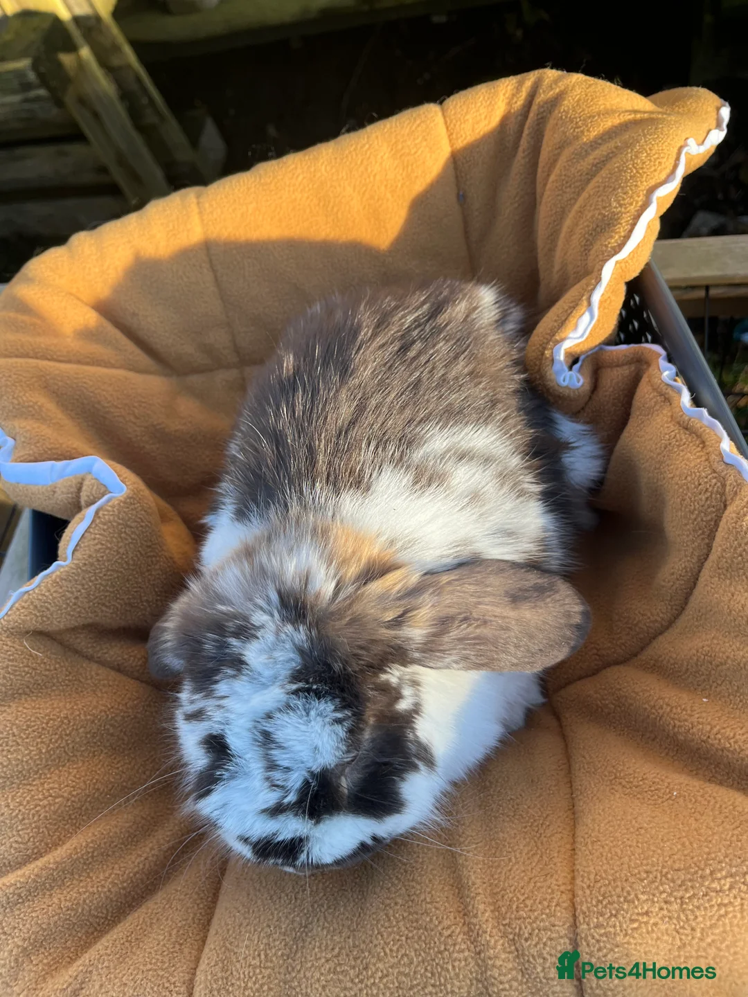 Mini Lop rabbits for sale: Gorgeous chocolate butterfly buck  - Advert 3