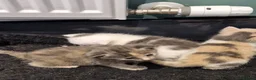 British Shorthair cats for sale: STUNNING RARE DILUTE CALICO KITTENS   - Advert 26