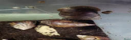 Snails invertebrates for sale: Giant African land snail adults - Advert 2