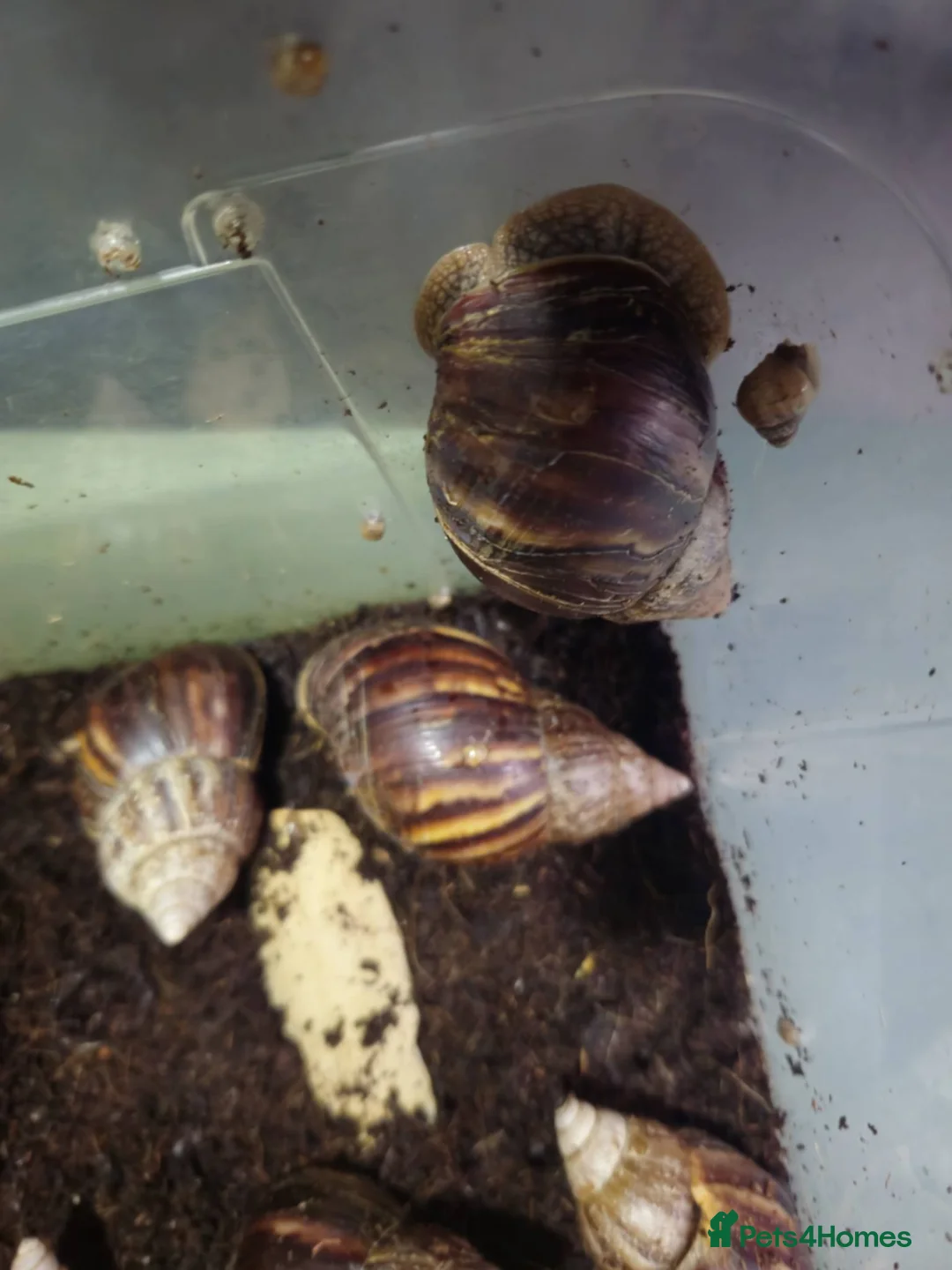 Snails invertebrates for sale: Giant African land snail adults - Advert 2
