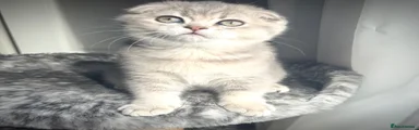 Scottish Fold Girl