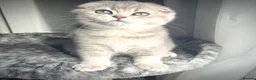 Scottish Fold cats for sale: 😻Stunning Scottish fold/straight kittens❤️😍😻 - Advert 5