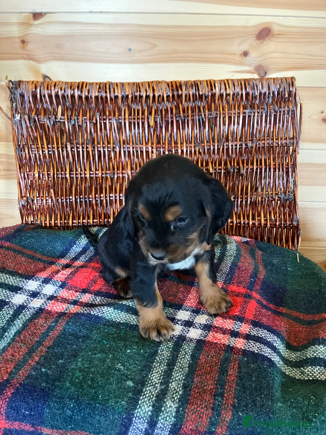 Cocker Spaniel dogs for sale: cocker spaniels - Advert 9