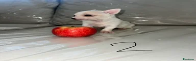Chihuahua Puppy 2