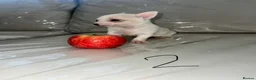 Chihuahua dogs for sale: Boy puppies for sale  - Advert 10