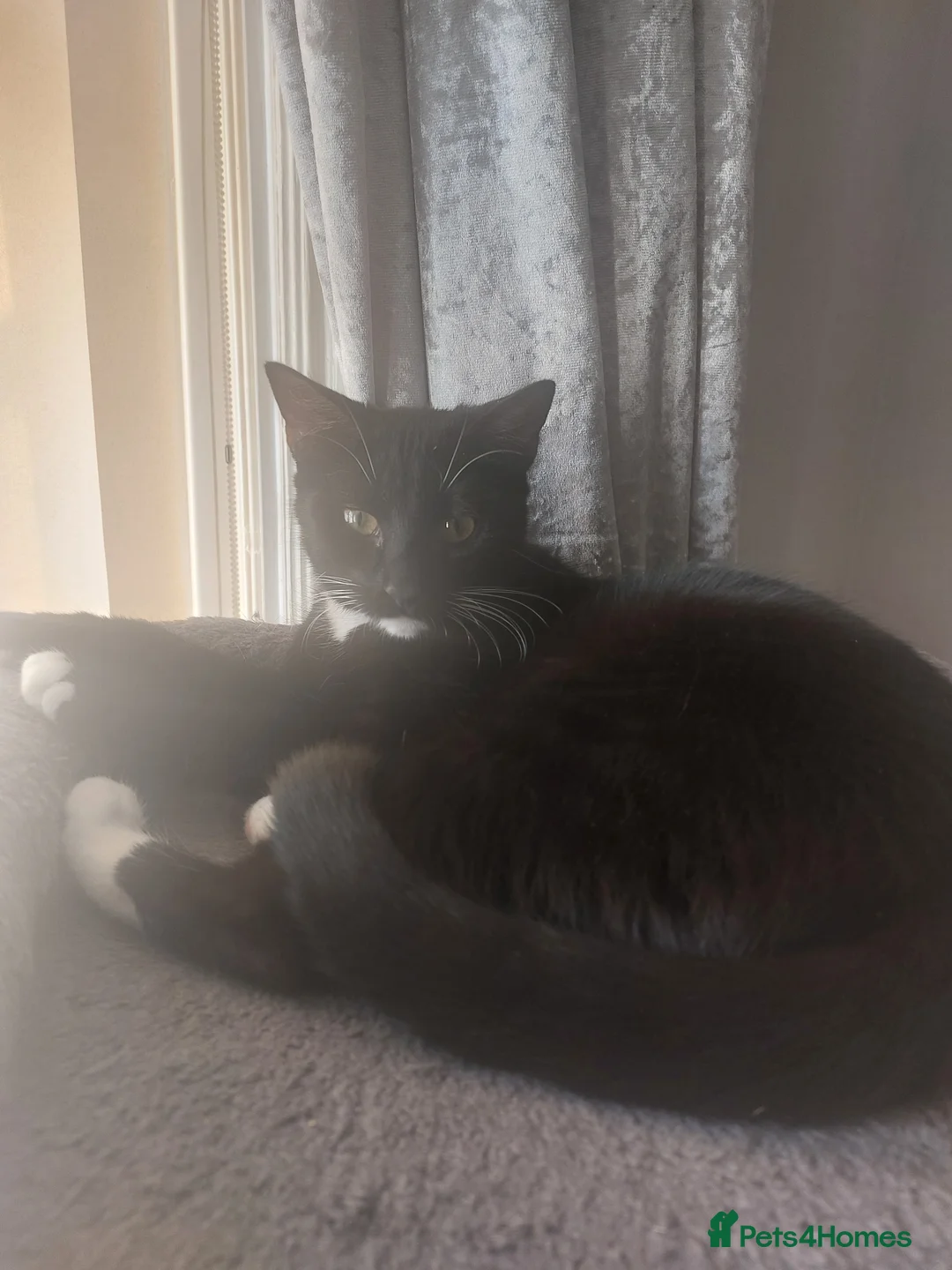 Mixed Breed cats for sale: Black and white female for loving home  - Advert 3