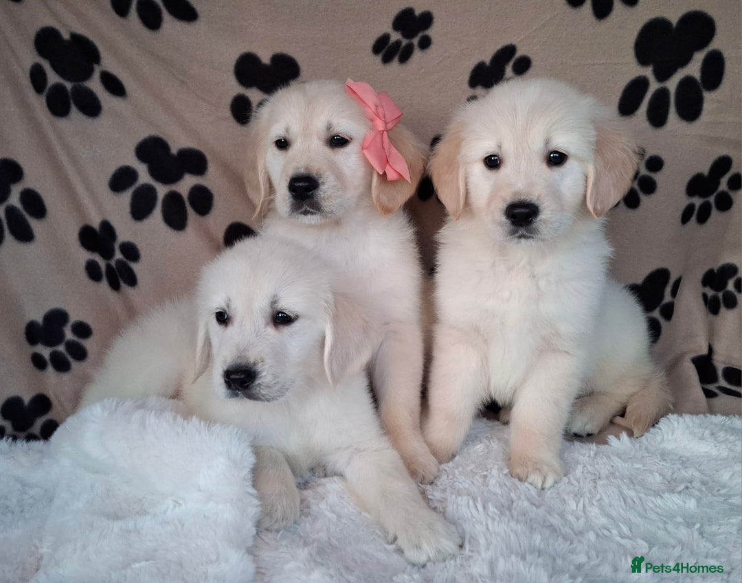 Golden Retriever dogs for sale: Kc, health tested, show type, golden retrievers. - Advert 1