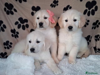 Golden Retriever dogs Kc, health tested, show type, golden retrievers. - Advert 16