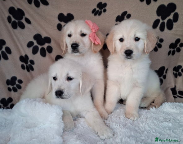 Golden Retriever dogs Kc, health tested, show type, golden retrievers. - Advert 16