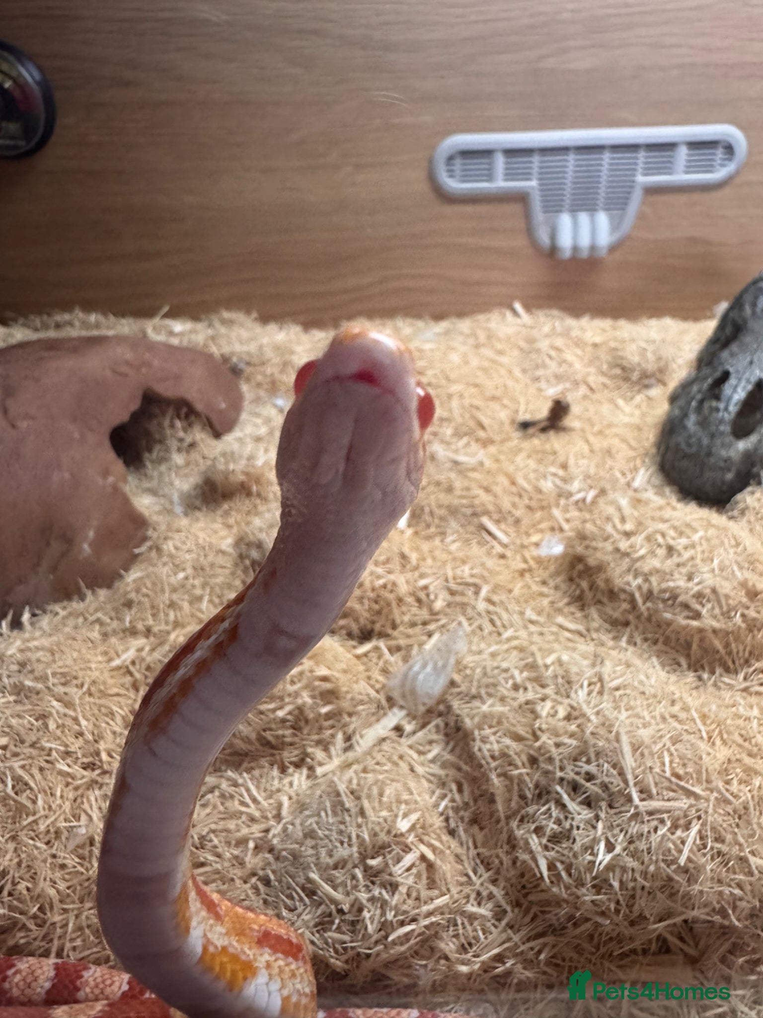 Corn Snake reptiles for sale: Corn snake  - Advert 1
