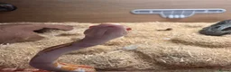 Corn Snake reptiles for sale: Corn snake  in Aylesbury - Advert 1
