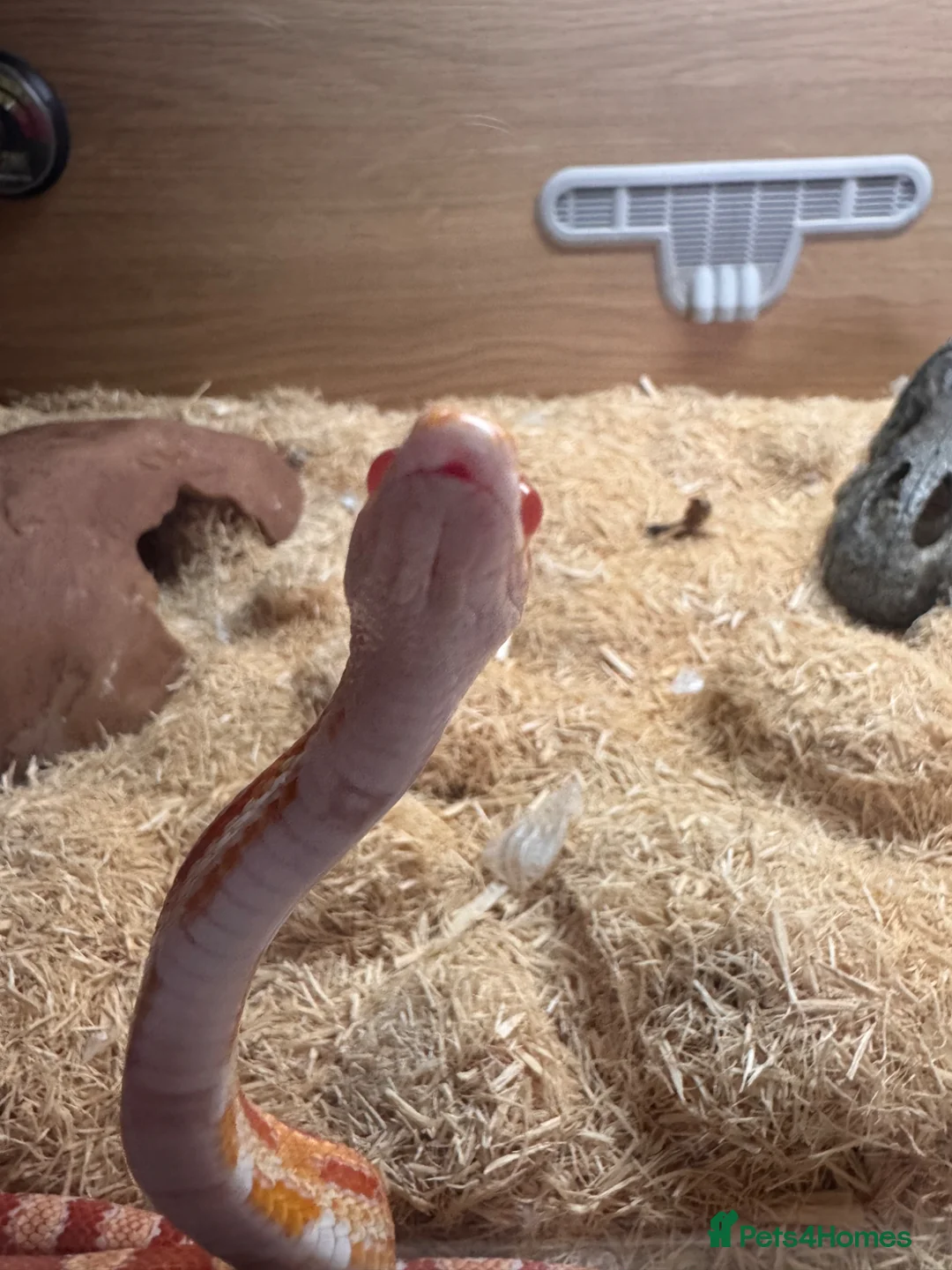 Corn Snake reptiles for sale: Corn snake  in Aylesbury - Advert 1