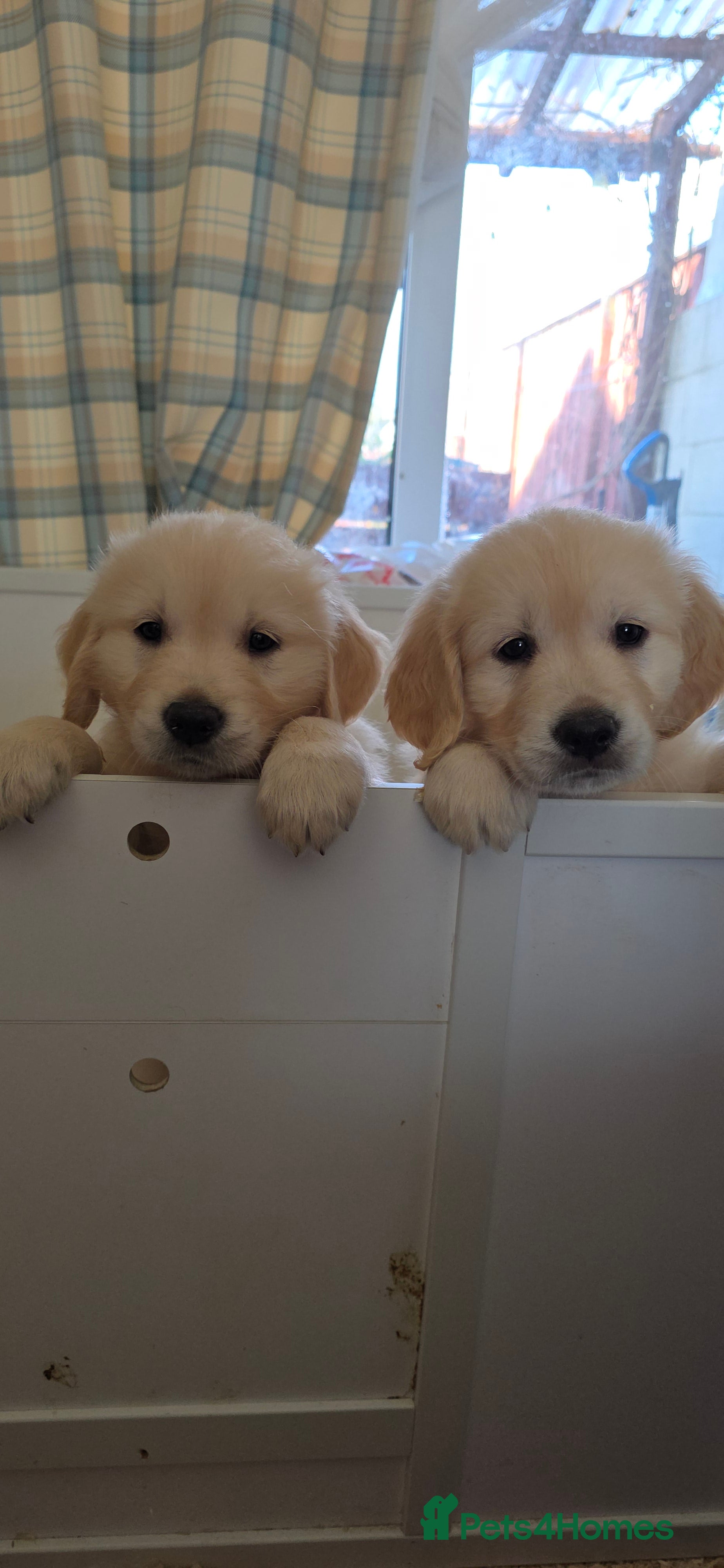 Golden Retriever dogs RKC reg Golden Retriever puppies - Advert 6