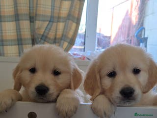 Golden Retriever dogs RKC reg Golden Retriever puppies - Advert 17