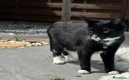 Domestic Shorthair cats for sale: 2 MALE 1 FEMALE  - Image 5