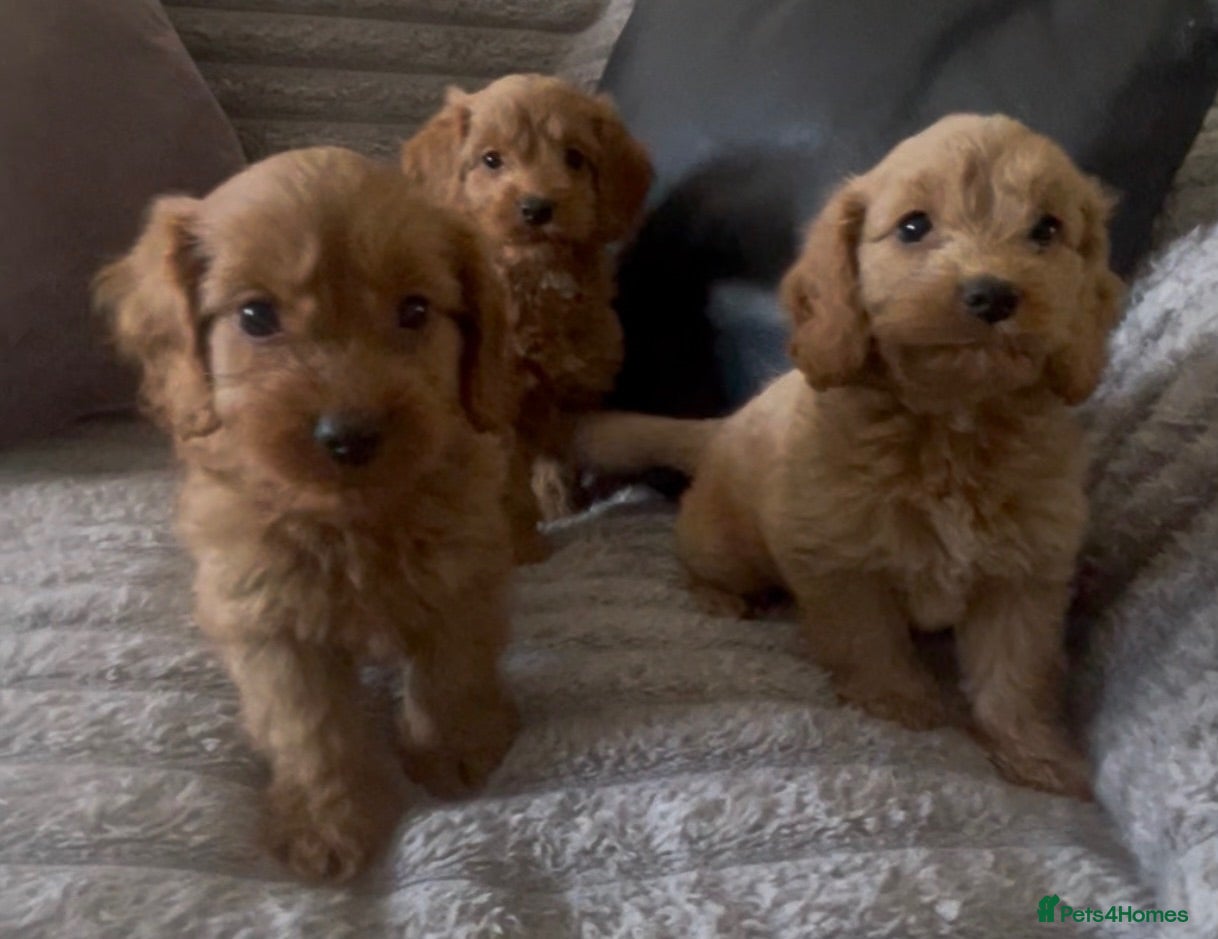 Cockapoo dogs Stunning red cockapoo puppies  - Advert 1