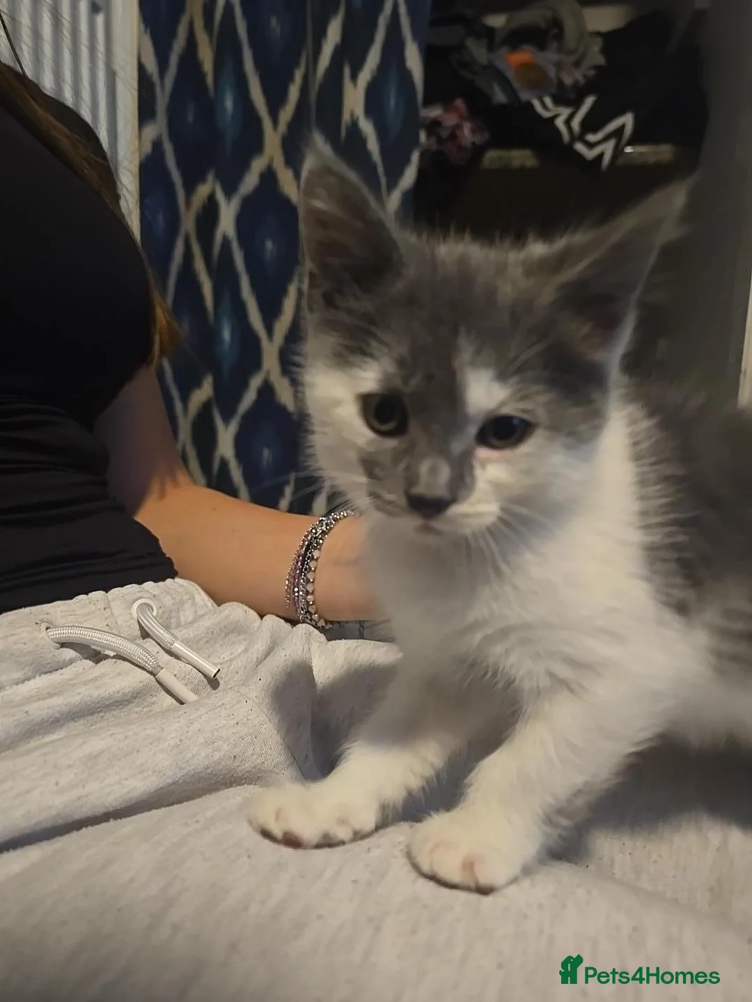 Maine Coon cats for sale: Half mainecoon with accessories  in Northampton - Advert 2