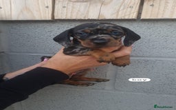 Dachshund dogs for sale: A lovely litter of Dachshund pups  - Image 1