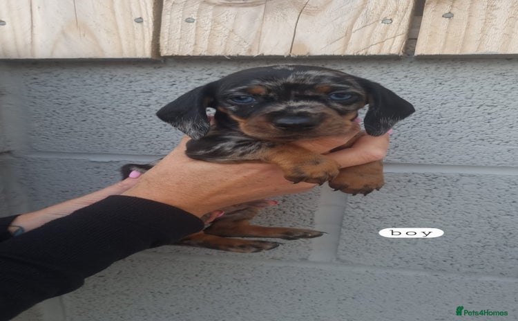 Dachshund dogs - Advert 1