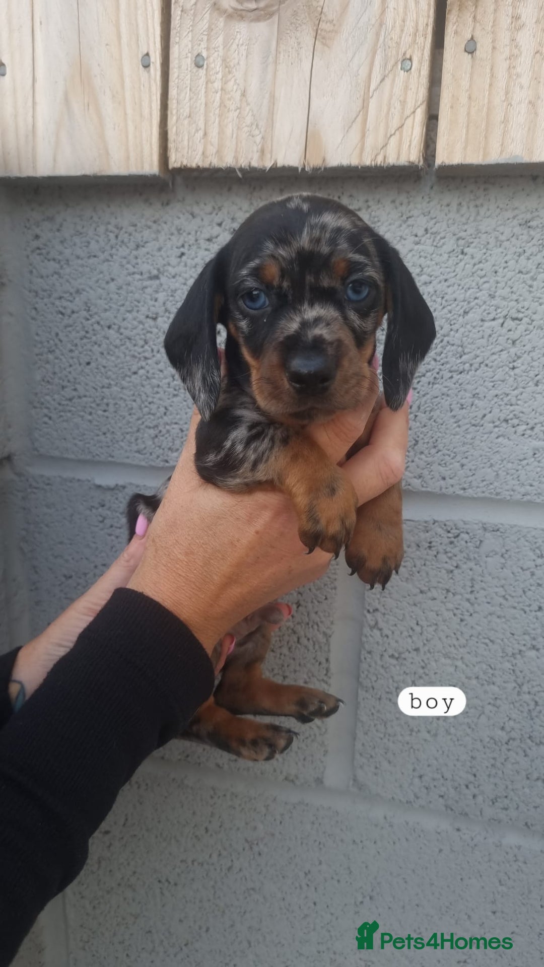 Dachshund dogs for sale: A lovely litter of Dachshund pups  - Image 1
