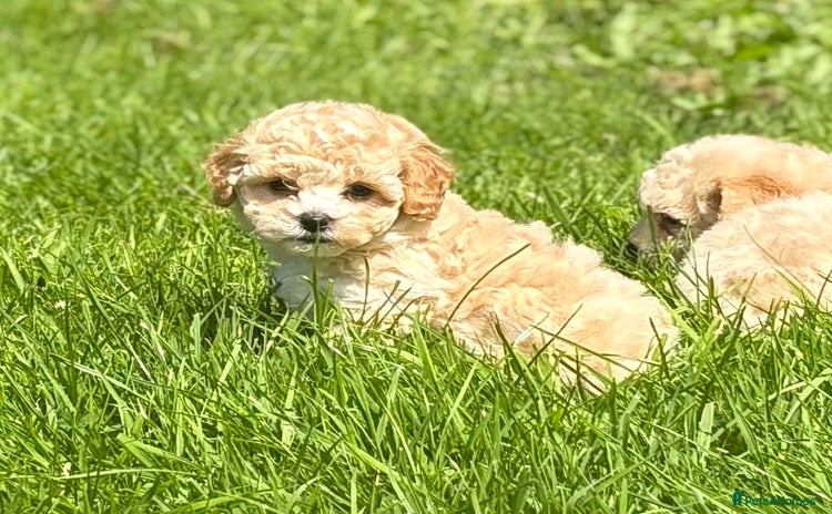 Cavapoo dogs - Advert 6