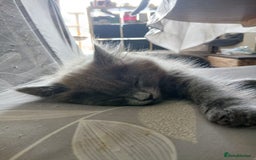 British Shorthair cats for sale: Gorgeous Short-hair British Blue - Image 9