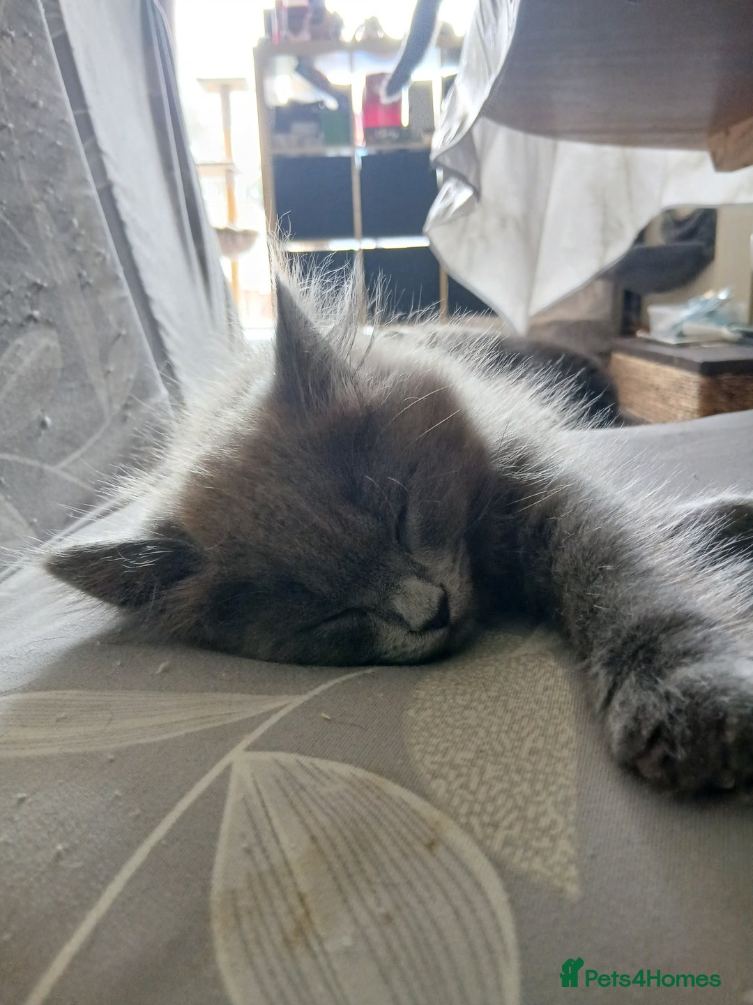 British Shorthair cats for sale: Gorgeous Short-hair British Blue - Image 9