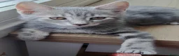 Russian Blue cats for sale: 🐾 Stunning 9 weeks Russian Blue X Tabby Kittens - Advert 12