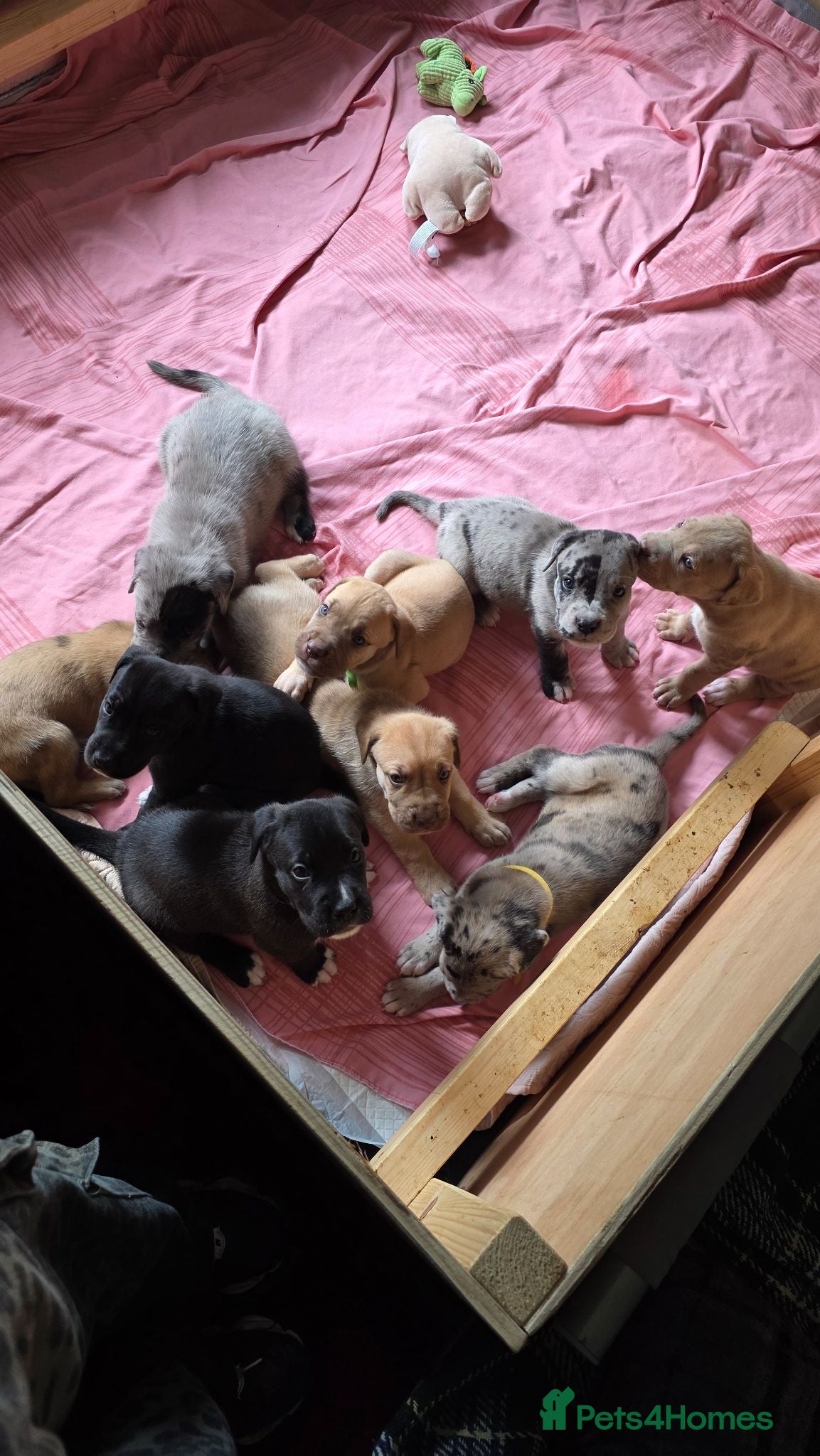 Mixed Breed dogs Great Dane  ** tiffs - Advert 13