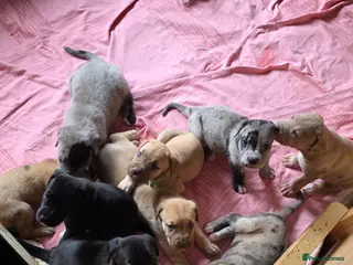 Mixed Breed dogs Great Dane ** tiffs - Advert 13