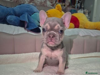 French Bulldog dogs Two Stunning Frenchie girl puppies left! - Advert 2