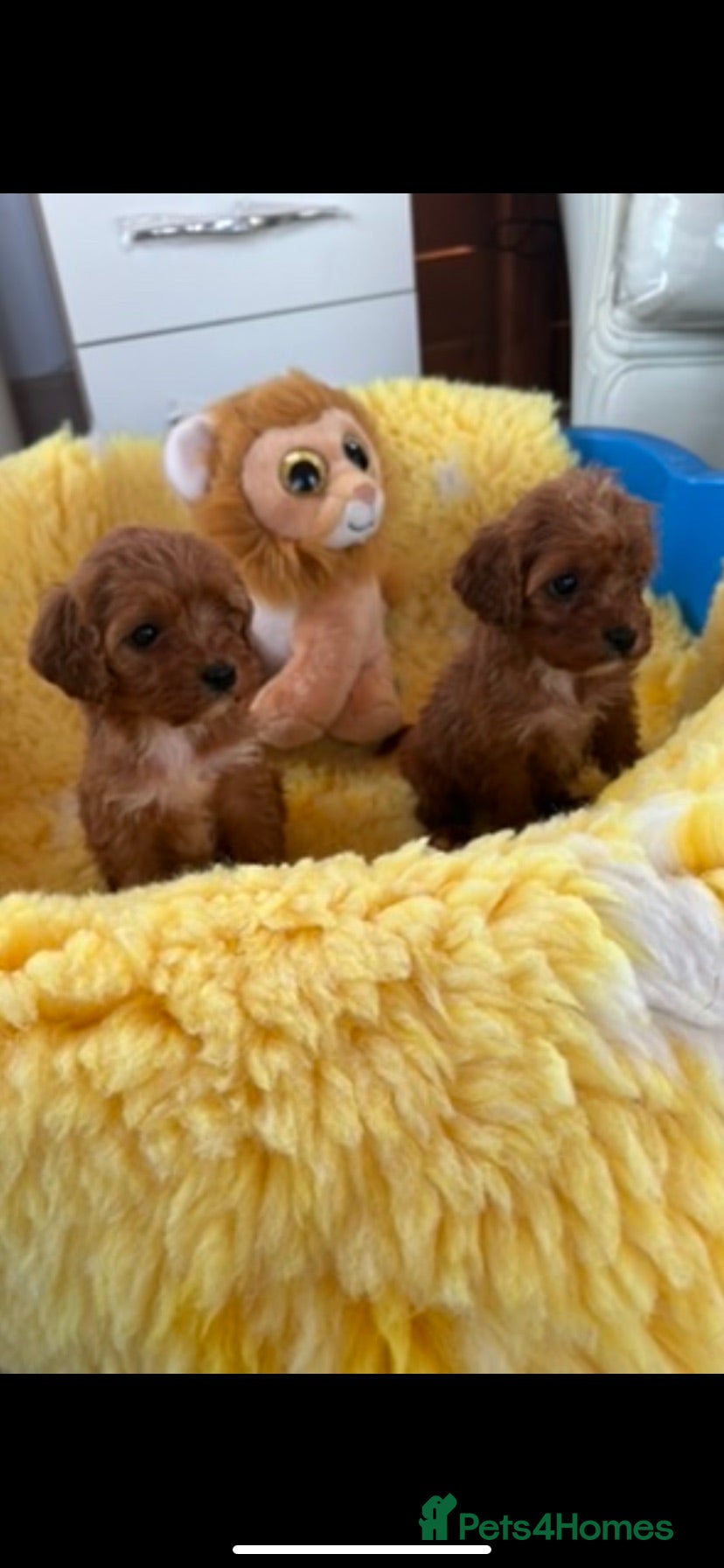 Cavapoo dogs  F1 Cavapoo,puppies available to leave now - Advert 1
