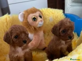 Cavapoo dogs F1 Cavapoo,puppies available to leave now - Advert 1