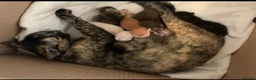 Burmese cats for sale: Cuddly Cream boy & Two beautiful Black Torties - Advert 2