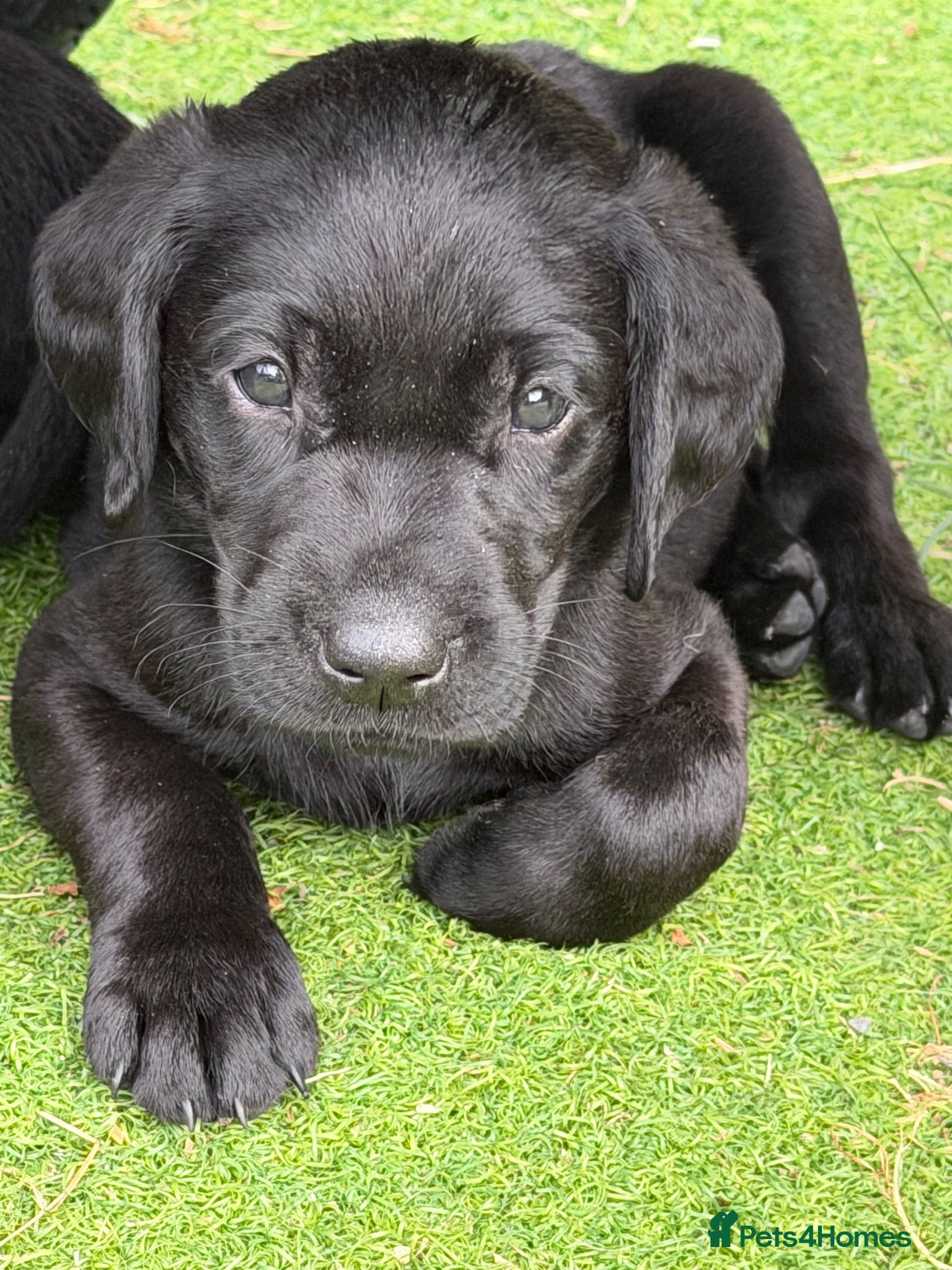 Labrador Retriever dogs KC Labrador puppies  - Advert 1