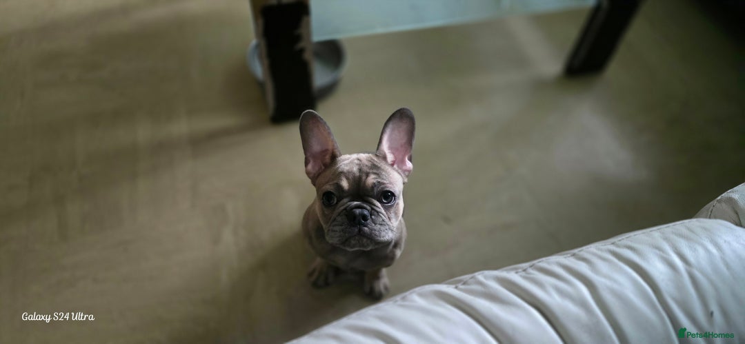 French Bulldog dogs for sale: GOLDEN French Bulldog  - Image 9