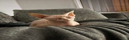 Sphynx cats for sale: Female Sphynx blue eyes  - Advert 4